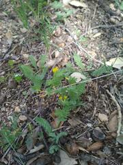 Ornithopus compressus