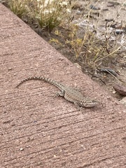 Uta stansburiana uniformis