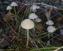 Mycena epipterygia