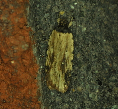 Agonopterix atrodorsella