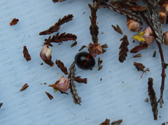 Chilocorus bipustulatus