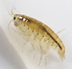 Hyalella