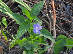 Ruellia strepens