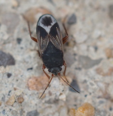 Malezonotus