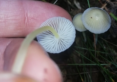 Mycena epipterygia
