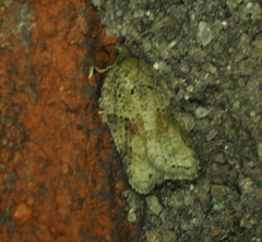 Acleris placidana