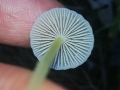 Mycena epipterygia