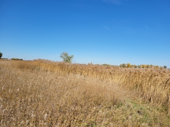 Phragmites australis americanus