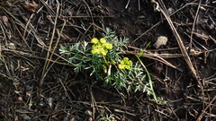 Cymopterus lemmonii