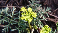 Cymopterus lemmonii