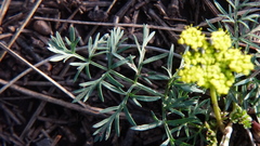 Cymopterus lemmonii