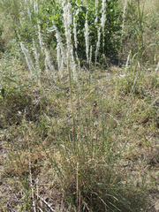 Digitaria californica