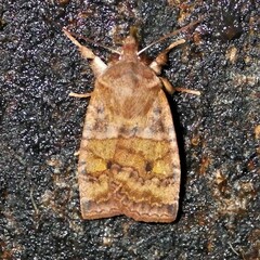 Eupsilia tristigmata