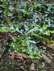 Stenocarpus sinuatus