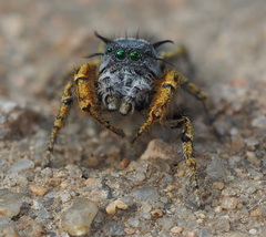Phidippus mystaceus