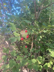 Viburnum acerifolium