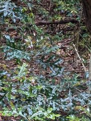 Stenocarpus sinuatus