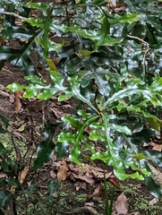 Stenocarpus sinuatus