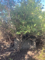 Viburnum acerifolium