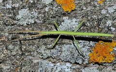Clonopsis gallica