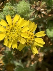 Deinandra corymbosa