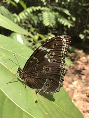 Morpho