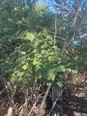 Viburnum acerifolium