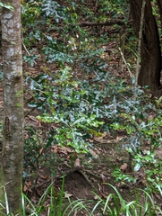 Stenocarpus sinuatus