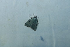 Leuconycta diphteroides