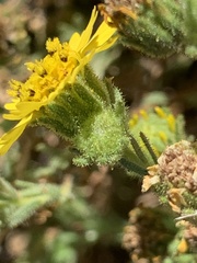 Deinandra corymbosa
