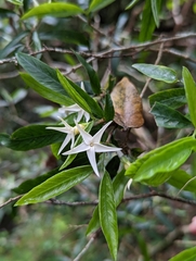 Atractocarpus chartaceus