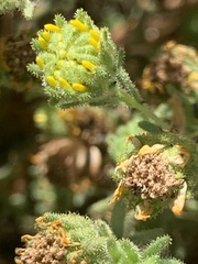 Deinandra corymbosa