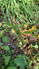 Gleditsia triacanthos