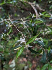 Atractocarpus chartaceus
