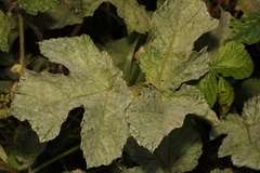Erysiphe heraclei