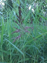 Phragmites