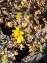 Deinandra corymbosa
