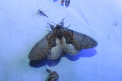 Peridea basitriens