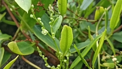 Muehlenbeckia sagittifolia