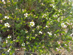 Diosma aspalathoides