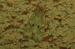 Lithophane patefacta