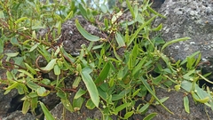 Muehlenbeckia sagittifolia