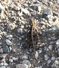 Agama aculeata aculeata