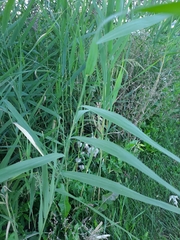 Phragmites