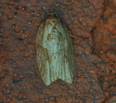 Acleris maculidorsana