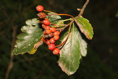 Scandosorbus intermedia