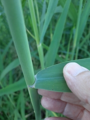 Phragmites
