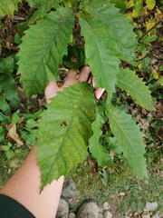 Castanea dentata