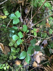 Rubus hispidus