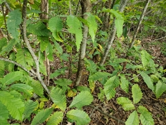Castanea dentata